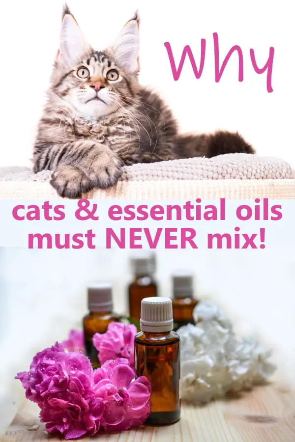 Are essential oils bad for cats? PInterest image