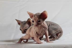 Image showcasing Do Sphynx Cats Get Fleas? – petsKB