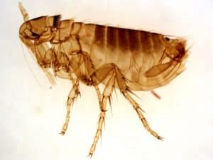 Do Sphynx Cats Get Fleas? – petsKB