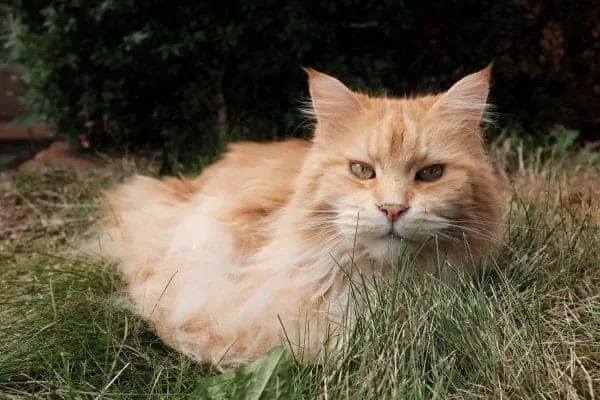 Why Does my Maine Coon Drool?