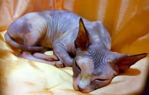 How much are Sphynx cats? The hairless cat price guide – petsKB