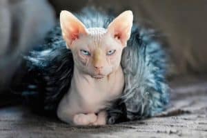 How much are Sphynx cats? The hairless cat price guide – petsKB