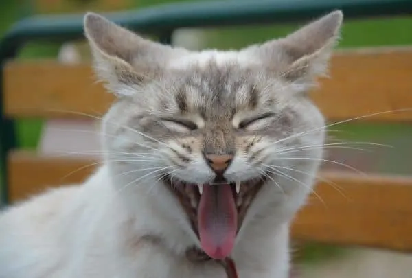 Image of laughing cat