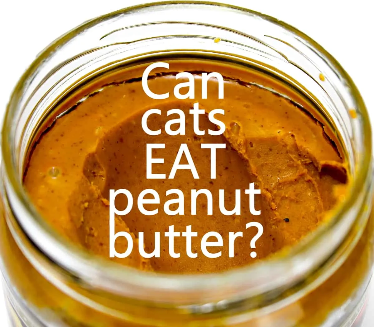 Can cats eat peanut butter like this?