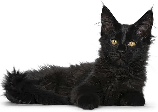 Maine Coon Yellow Eyes