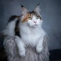 A calico Maine Coon on a fur stool.