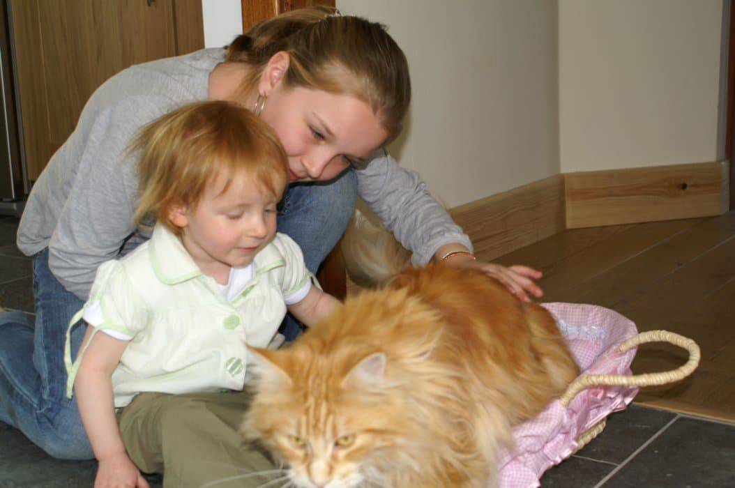 Are Maine Coons Good With Babies and Children? petsKB