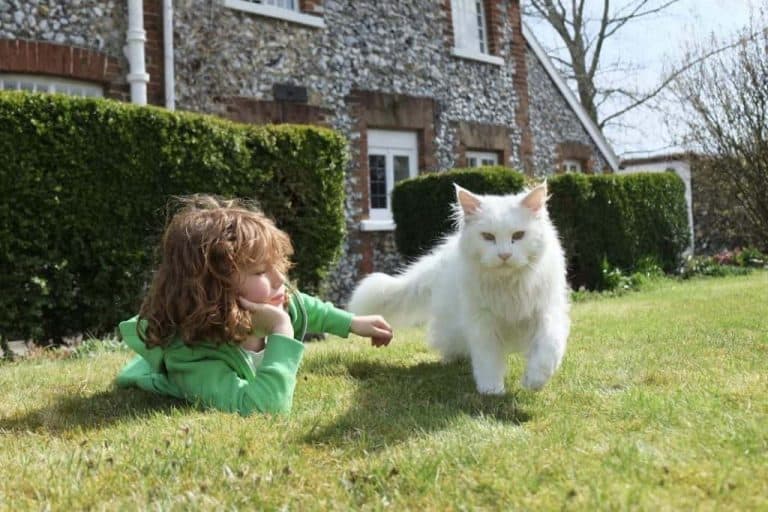 Can Maine Coon cats go outside? petsKB