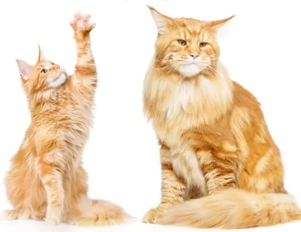 When Do Cats Stop Growing?