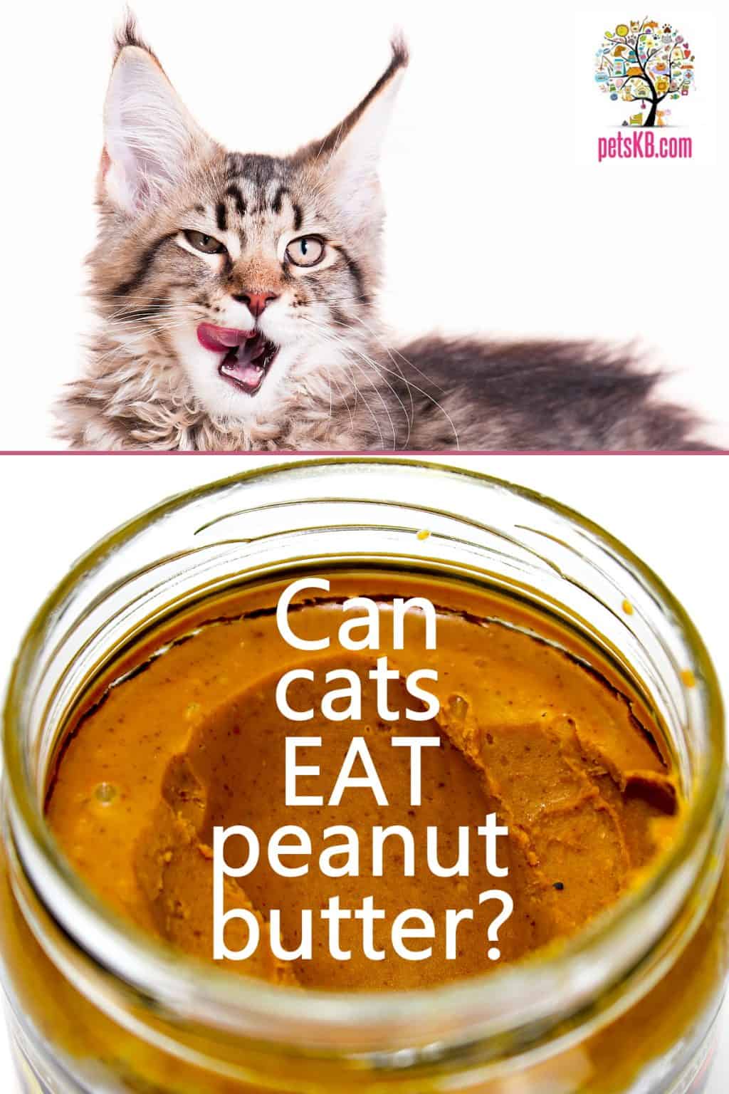 Can Cats Eat Peanut Butter? • The Pets KB