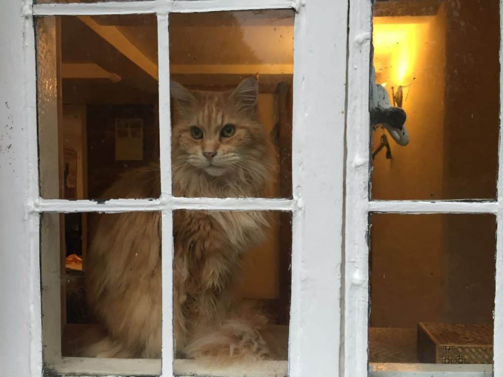 Why Does My Cat Look Out the Window? petsKB