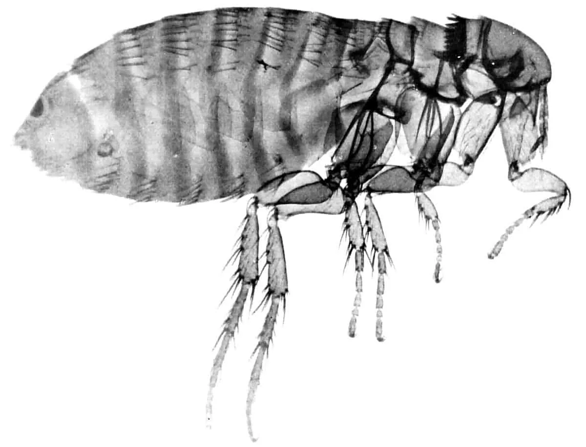 Typical cat flea