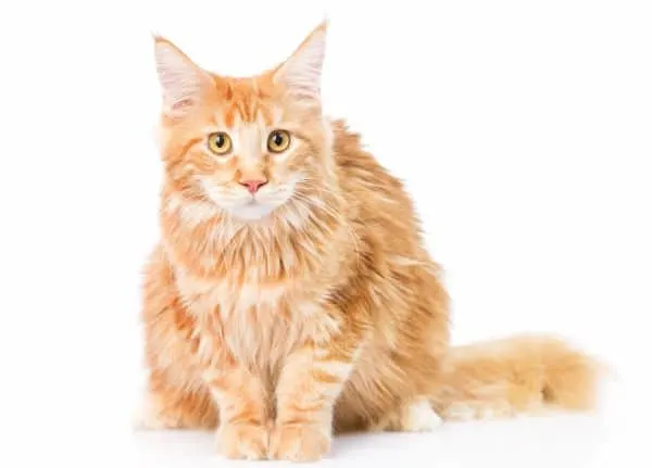 do maine coons have sensitive stomachs
