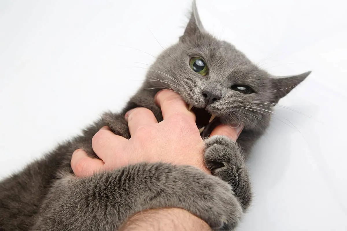 Grey cat biting hand