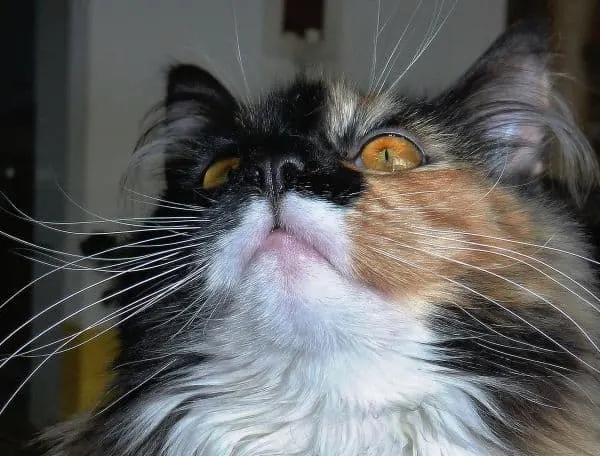 why does my maine coon smell