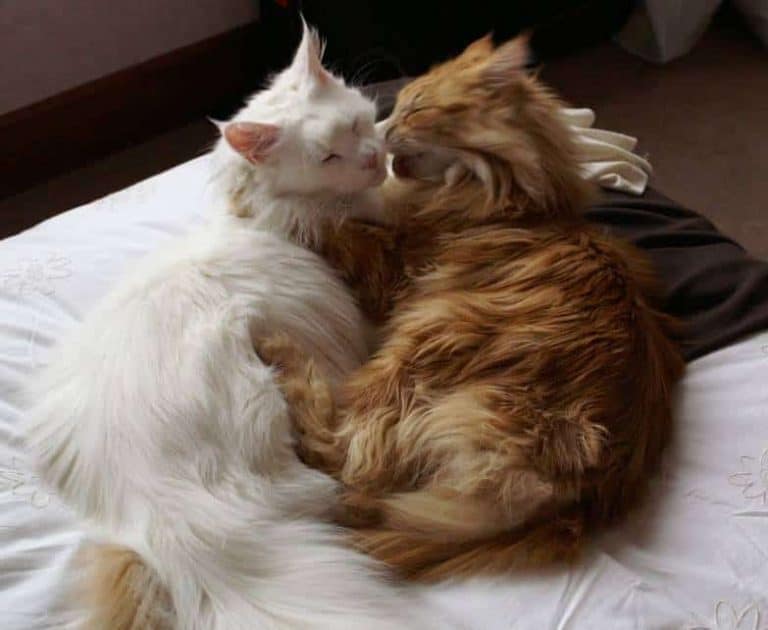 How to Keep a Maine Coon Cat Happy petsKB