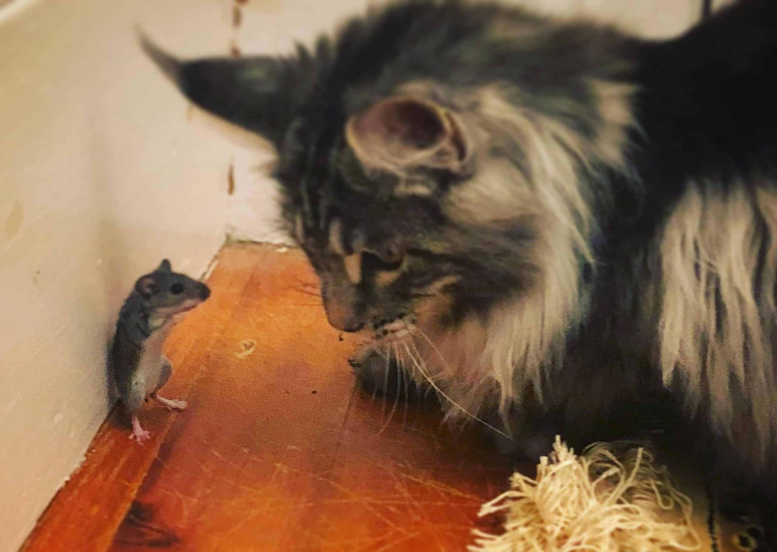 Are Maine Coon Cats Good Hunters? petsKB