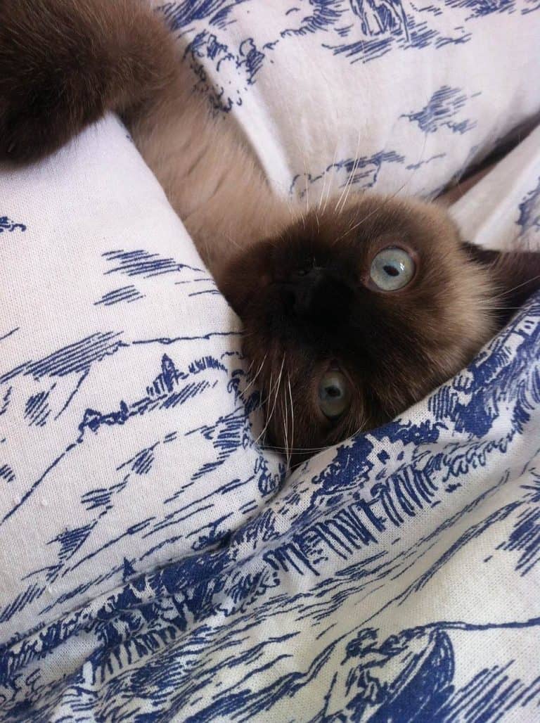 Warum greifen Katzen die Füße an? - The Pets KB | Reef Recovery