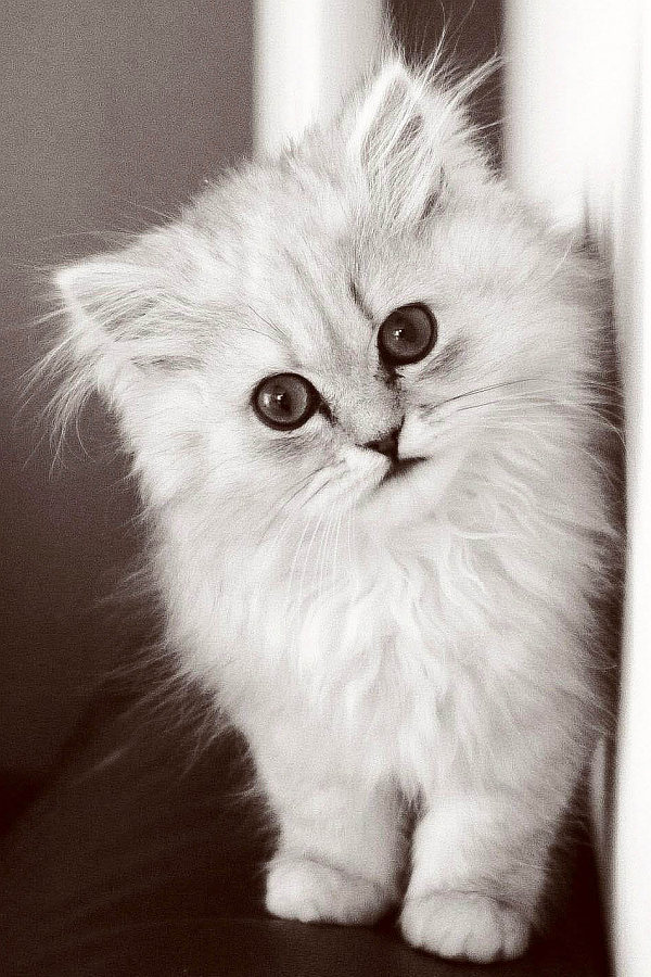 13 When Do Kittens Stop Growing Collection