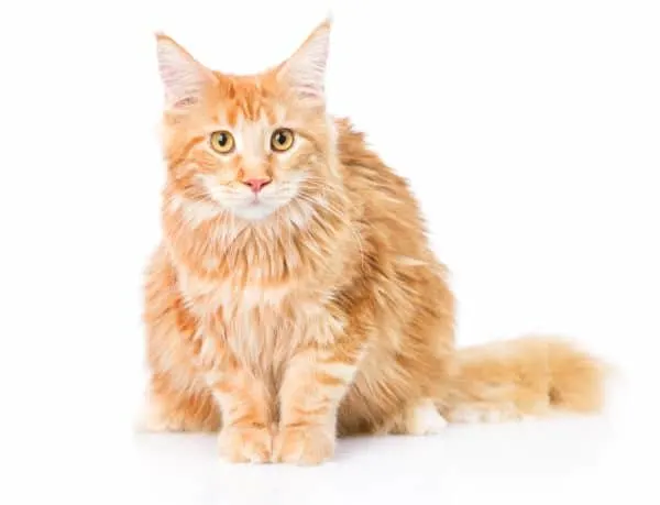 why do maine coons cry