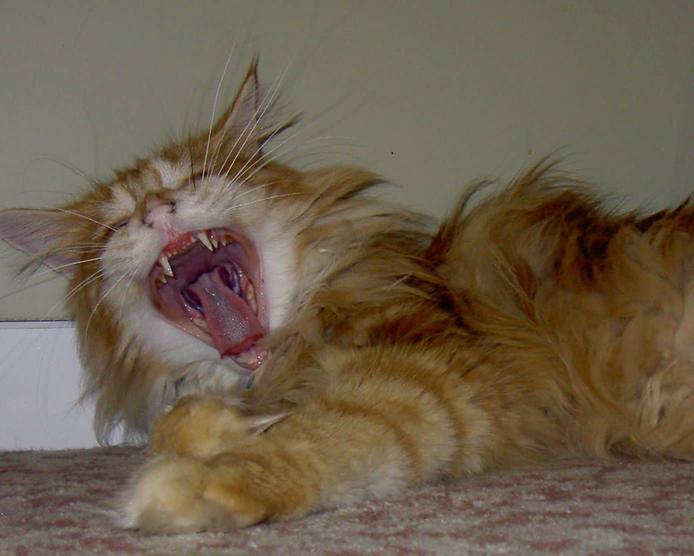 Are Maine Coons Dangerous? petsKB