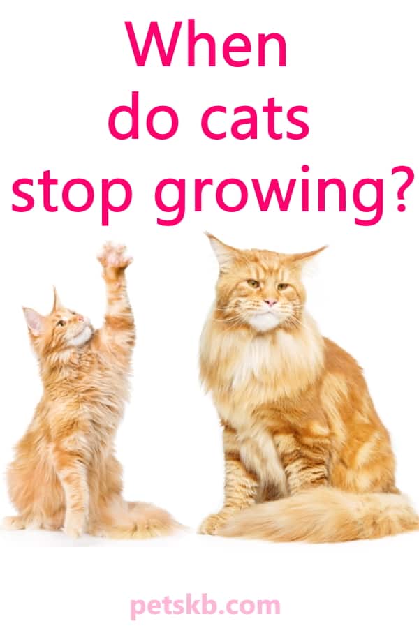 When Do Cats Stop Growing? • The Pets KB