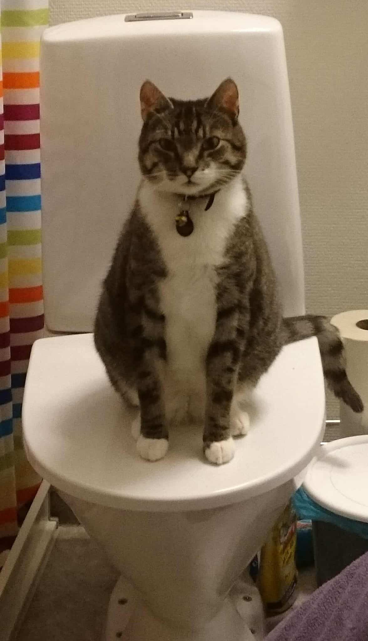 Why Does My Cat Follow Me To The Bathroom? petsKB