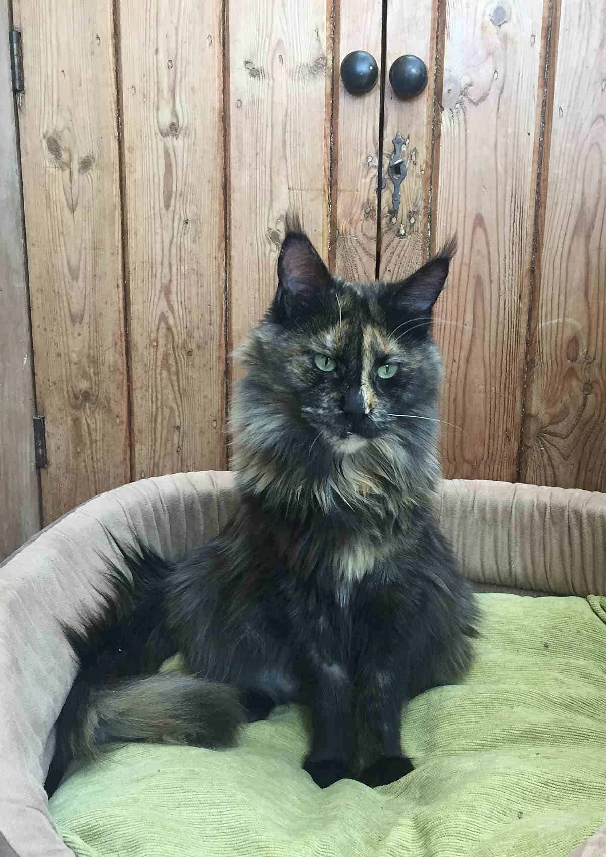 Why is my Maine Coon so scared? petsKB