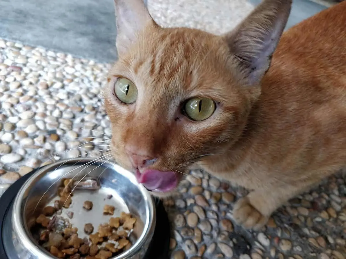 Is this food really good for me? Ensuring you feed your cat the best diet is a big challenge