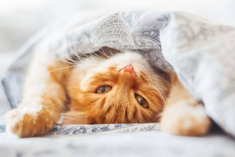 Do Cats Like Blankets? These 21 pictures are a clue petsKB