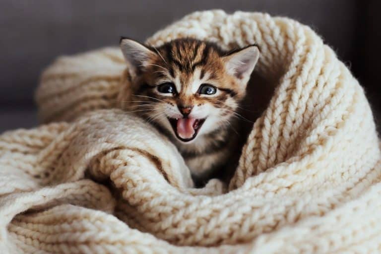 Do Cats Like Blankets? These 21 pictures are a clue petsKB