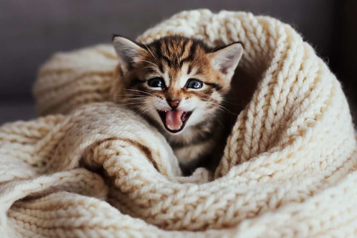 Do Cats Like Blankets? These 21 pictures are a clue petsKB
