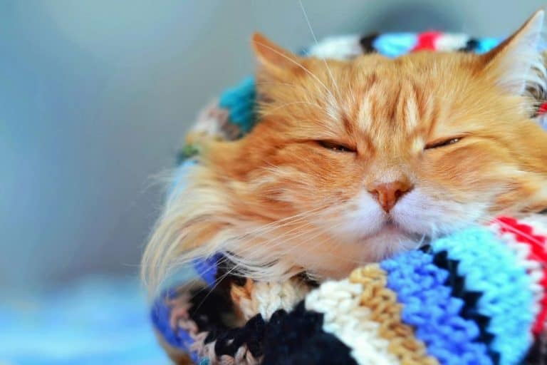 Do Cats Like Blankets? These 21 pictures are a clue petsKB