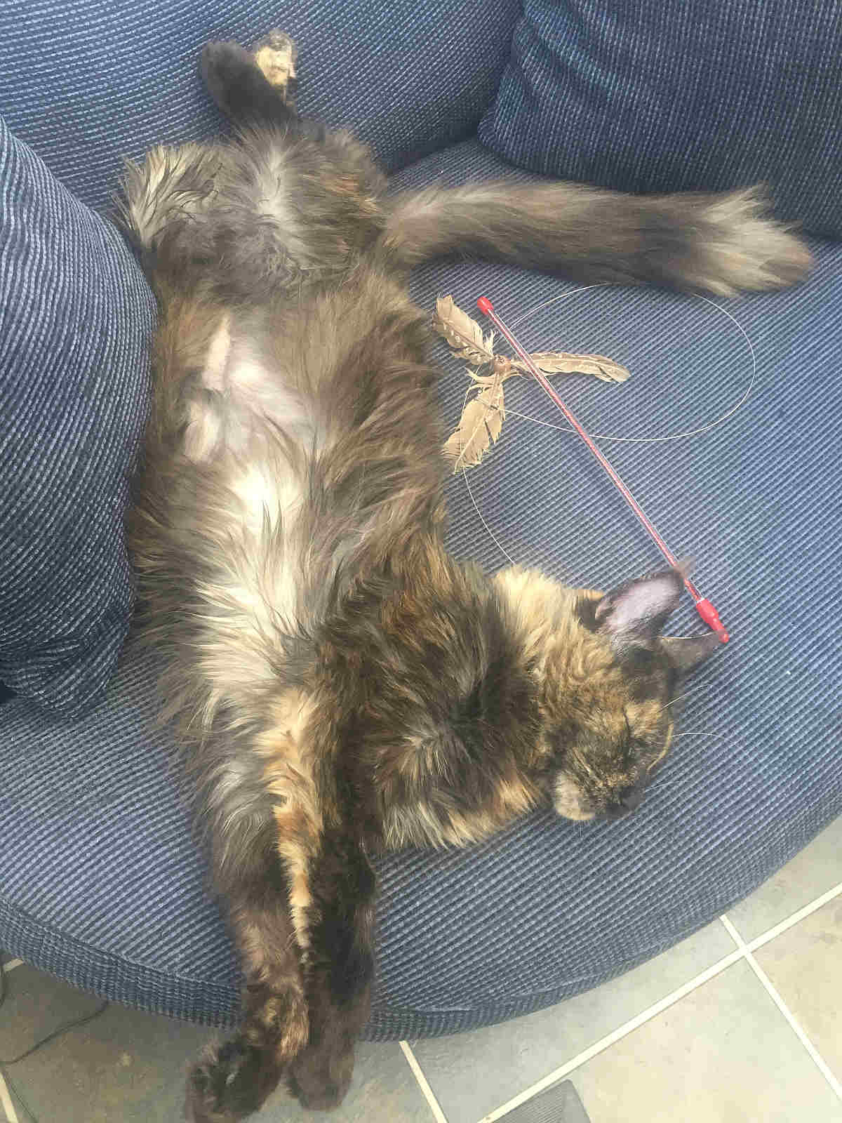 Cat zoomies why do cats run around like crazy creatures? petsKB