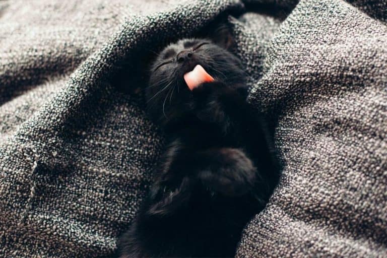 Do Cats Like Blankets? These 21 pictures are a clue petsKB