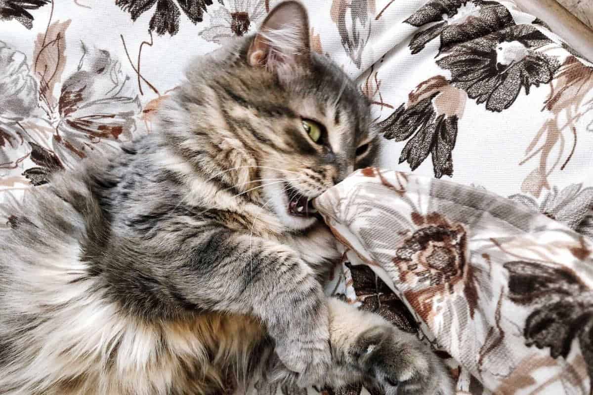 Do Cats Like Blankets? These 21 pictures are a clue petsKB