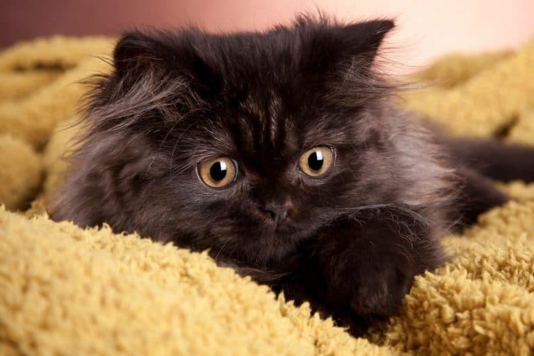 Do Cats Like Blankets? These 21 pictures are a clue petsKB