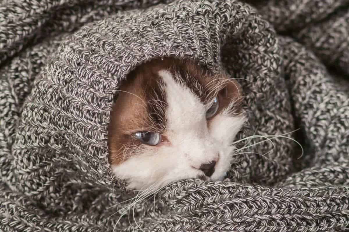 Do Cats Like Blankets? These 21 pictures are a clue petsKB
