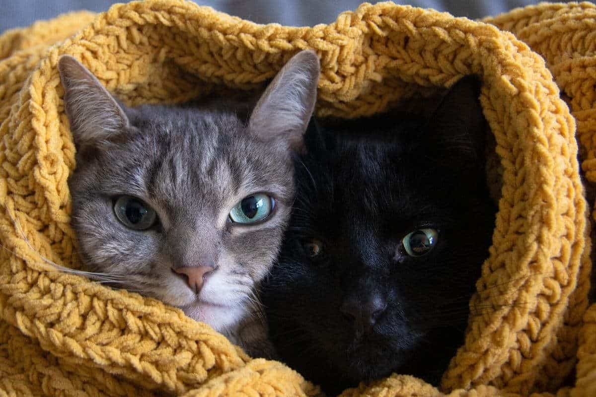 Do Cats Like Blankets? These 21 pictures are a clue – petsKB