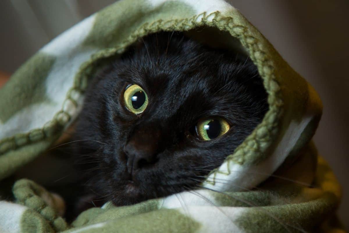 Do Cats Like Blankets? These 21 pictures are a clue petsKB