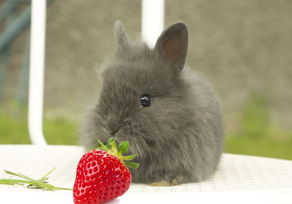 Can Rabbits Eat Strawberries? • The Pets KB