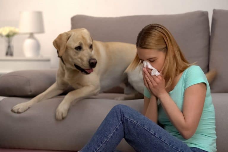 Why does my dog keep sneezing? petsKB