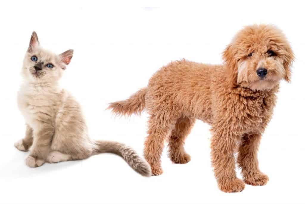 goldendoodle and cats