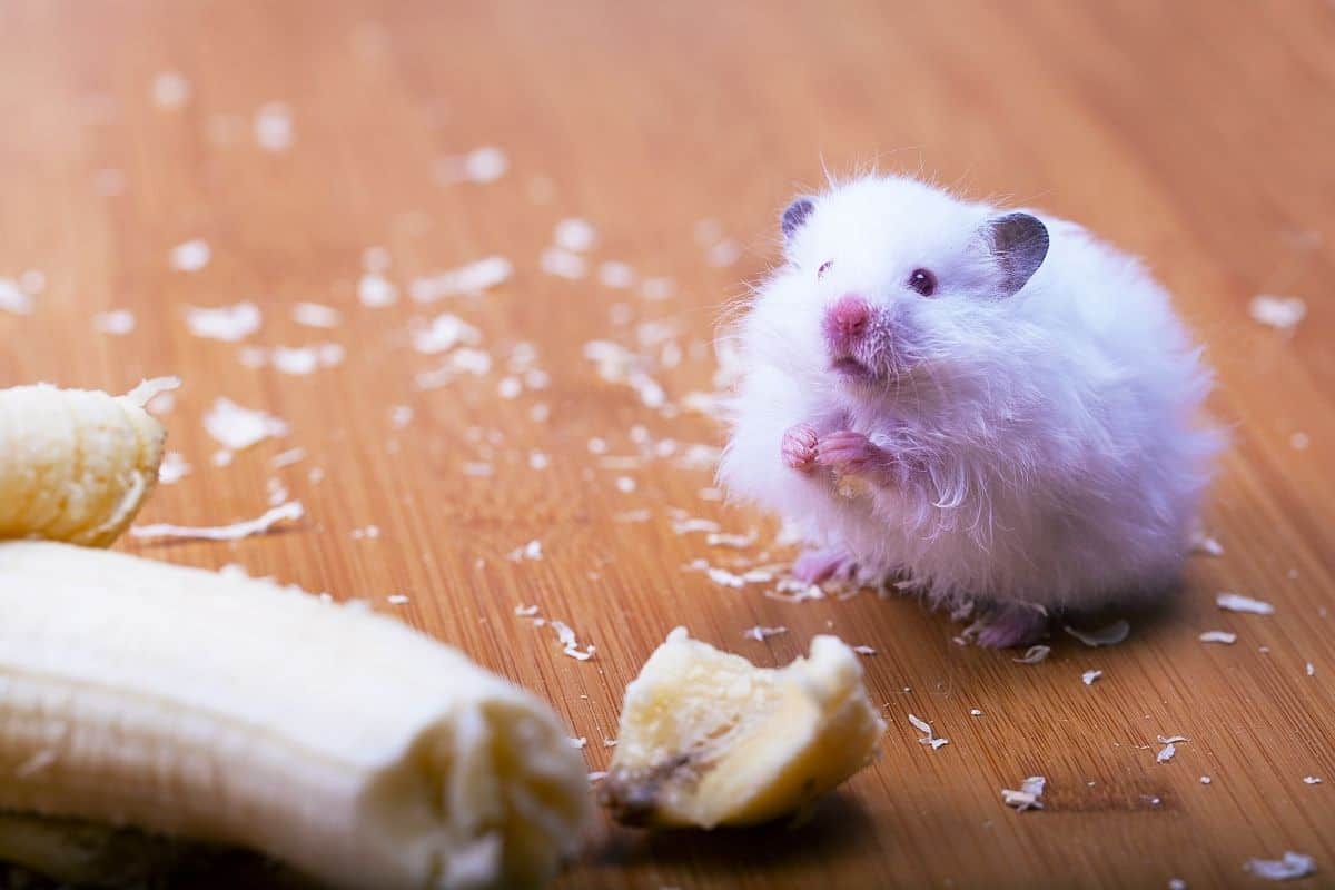 Can hamsters eat bananas? The best treat guide petsKB