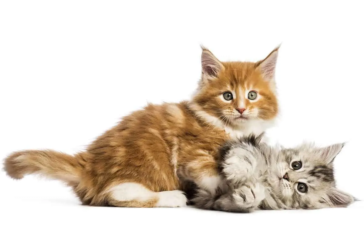 Maine Coon Kittens playing non-aggressively