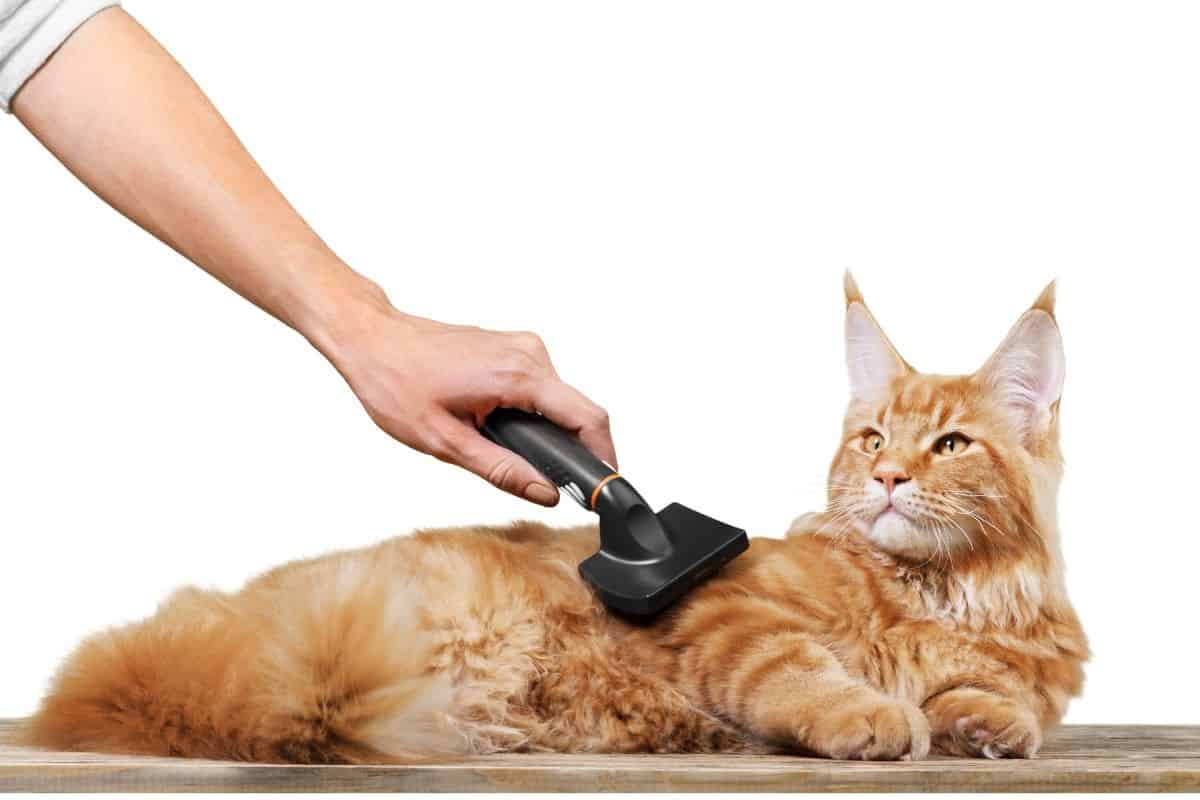 Why do cats smell good? Reasons behind that comforting feline odor petsKB