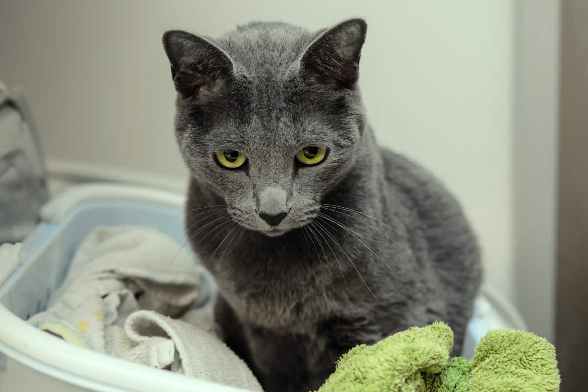 Why do cats smell good? Reasons behind that comforting feline odor petsKB