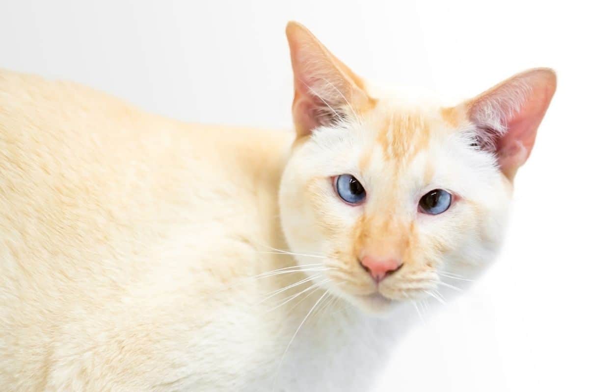 Red Point Siamese Kittens