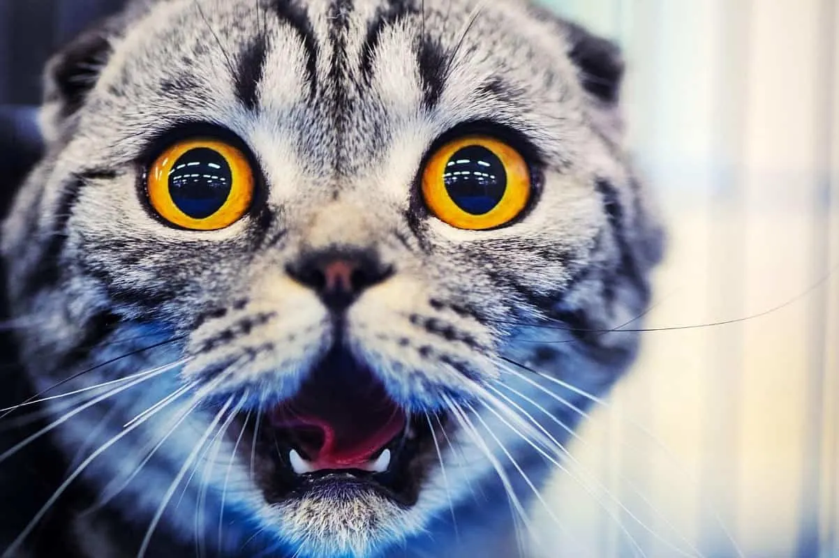 Grey tabby cat looking shocked