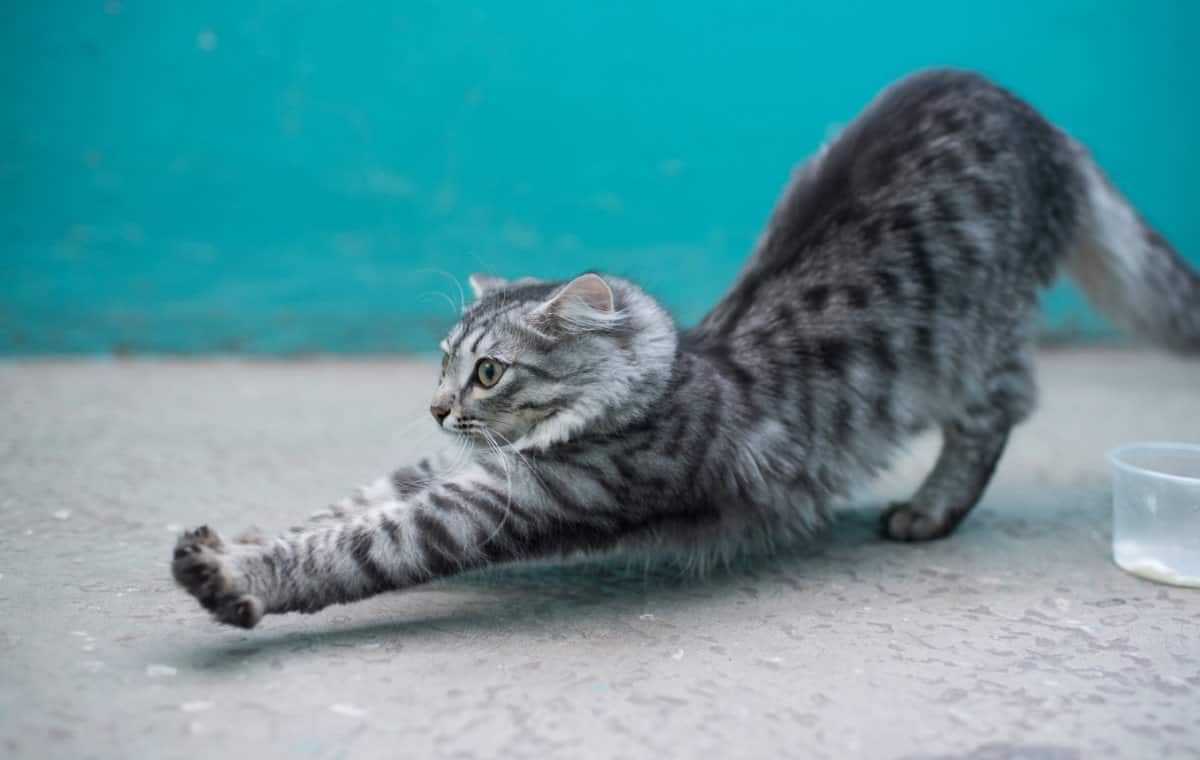 Why does my kitten arch her back at me? petsKB